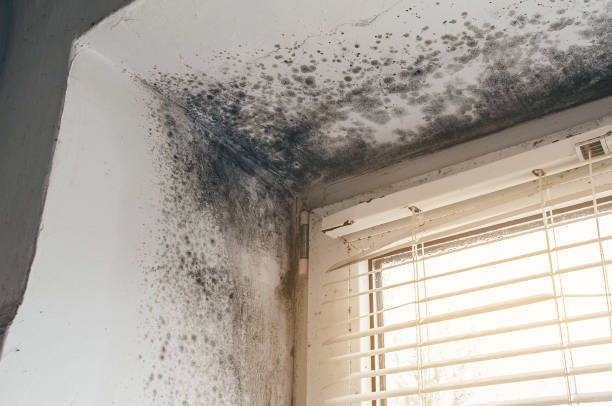 Affordable Mold Removal solutions in Somerville, NJ